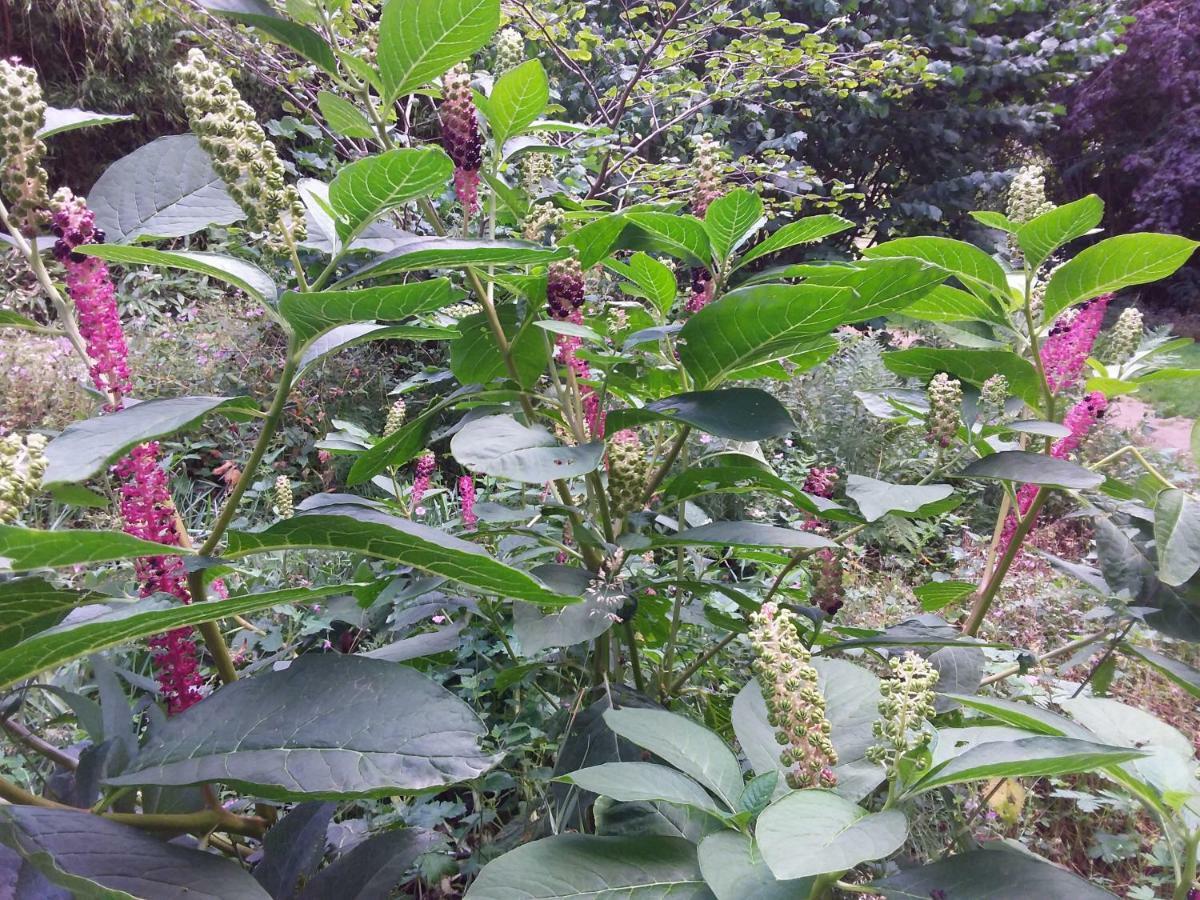 L'Orchidee Villa Lassay-les-Chateaux Bagian luar foto