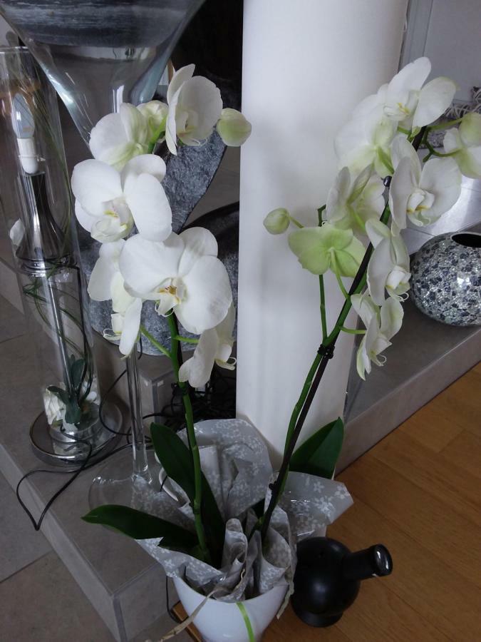 L'Orchidee Villa Lassay-les-Chateaux Bagian luar foto